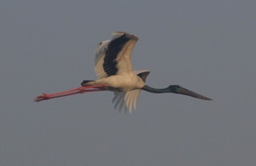 Black-necked stork 
